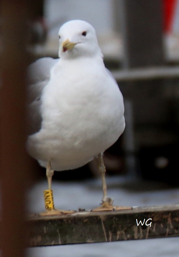 PUNV          Moewe Steinhude 27.12.2017 008