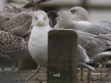 X093 +HXV65  Moewen Steinhude 31.12.2017 007