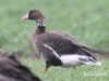 D 5E   Blessgans Winzlar 05.01.2019 010