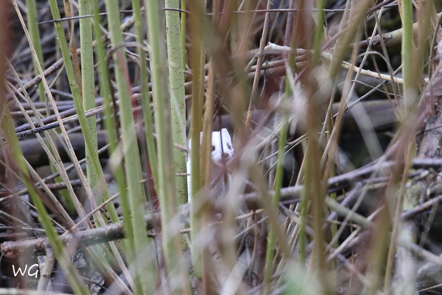 01 Hermelin Steinhuder Meer 05.01-2018 007