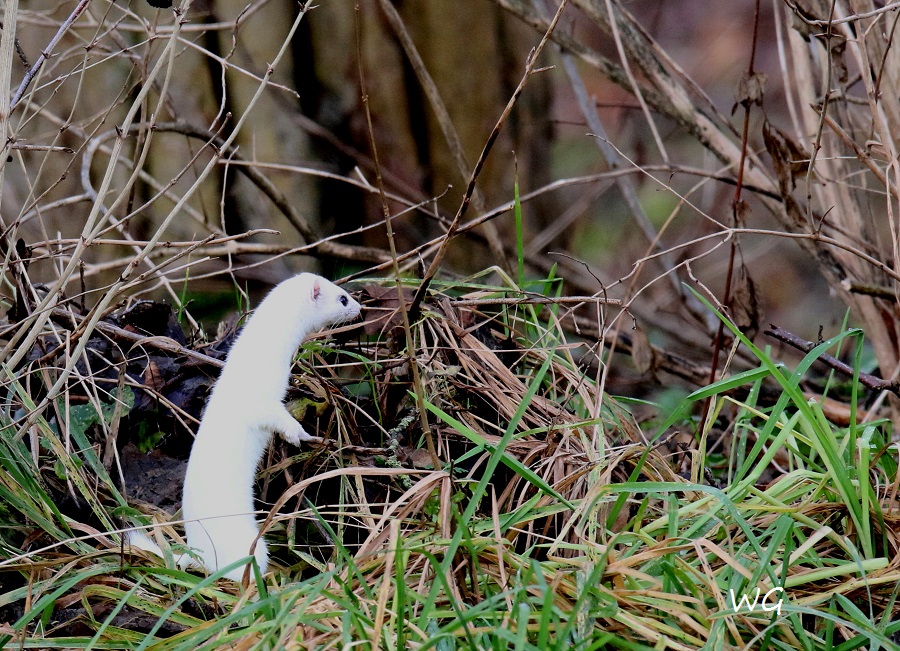 03 Steinhuder Meer 05.01-2018 027