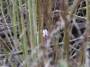 01 Hermelin Steinhuder Meer 05.01-2018 007