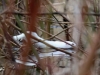 02 Steinhuder Meer 05.01-2018 009