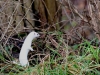 03 Steinhuder Meer 05.01-2018 027