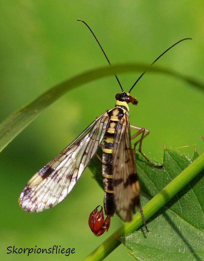 Skorpionsfliege  Steinhuder Meer 22.07.2017 259