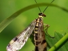Skorpionsfliege  Steinhuder Meer 22.07.2017 259
