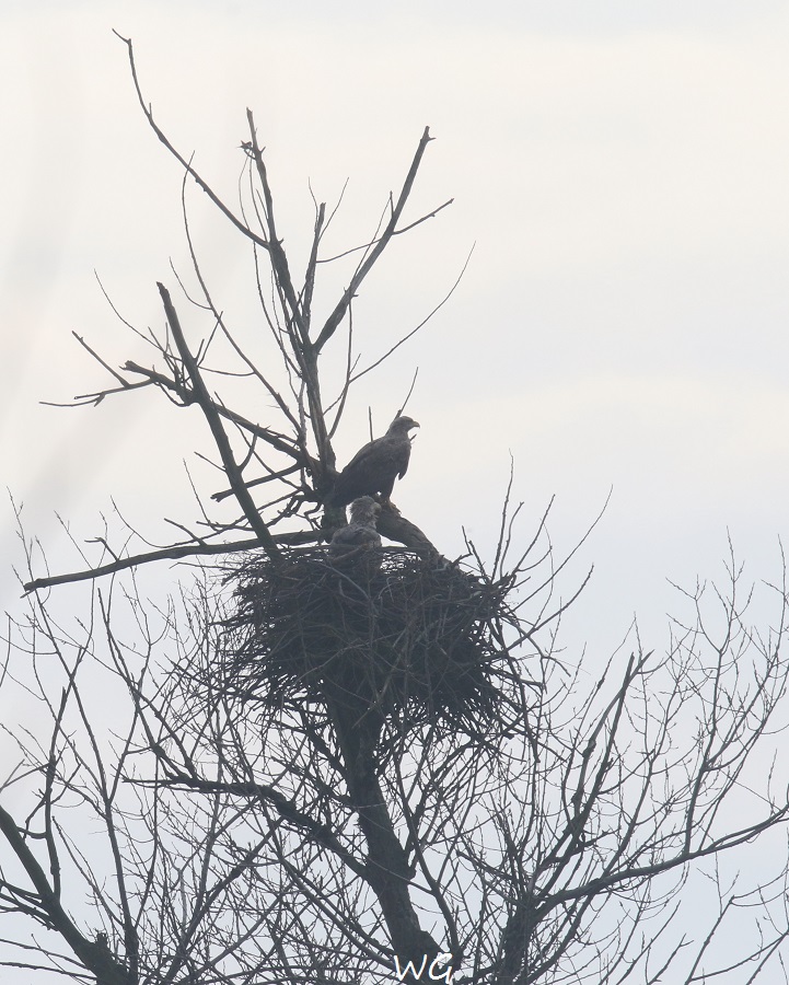 01 Seeadler  Vogelbiotop 23.01.2018 009