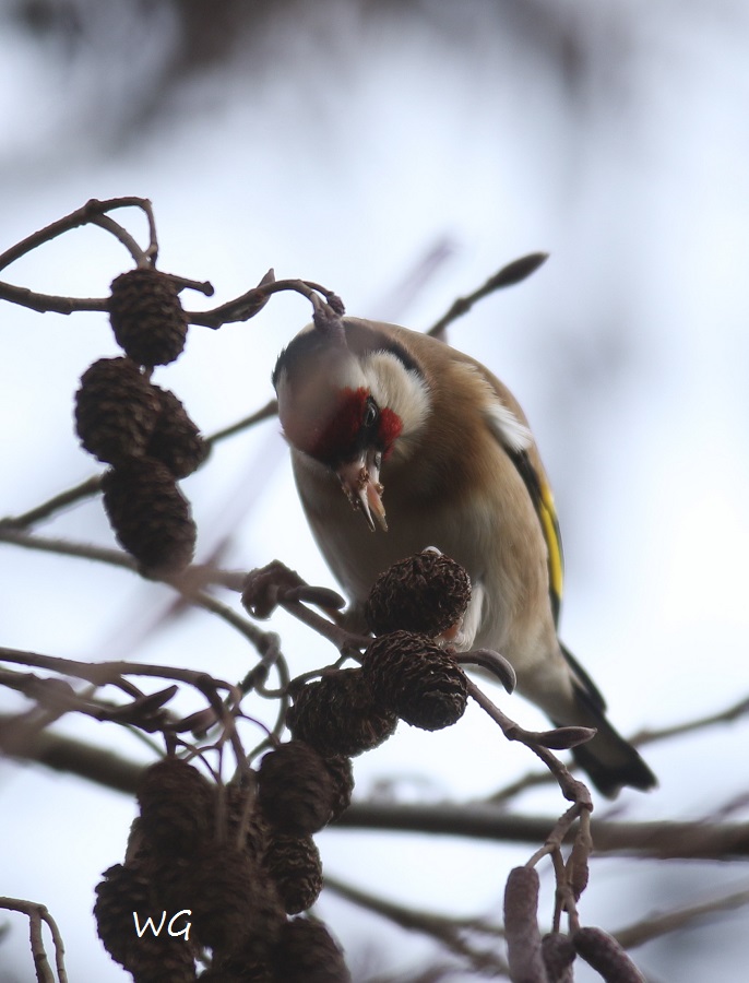 02 Stieglitz Vogelbiotop 23.01.2018 027