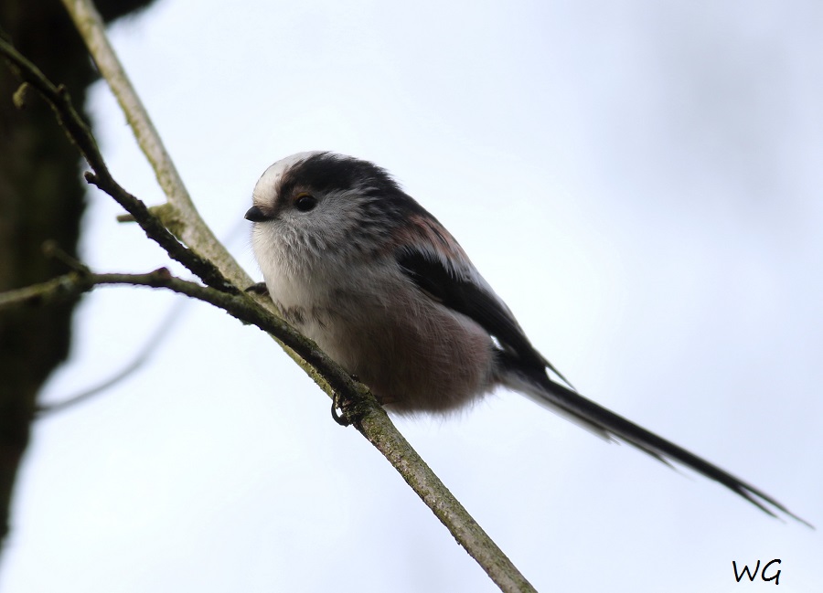 03 Schwanzmeise Vogelbiotop 23.01.2018 044