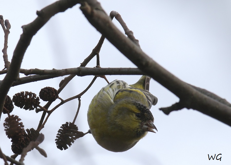 04 Erlenzeisig Vogelbiotop 23.01.2018 118
