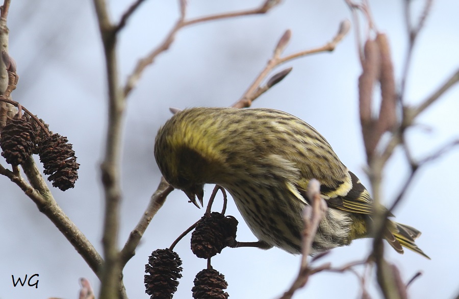 05 Erlenzeisig Vogelbiotop 23.01.2018 133