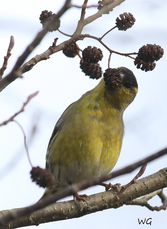 06 Erlenzeisig Vogelbiotop 23.01.2018 163