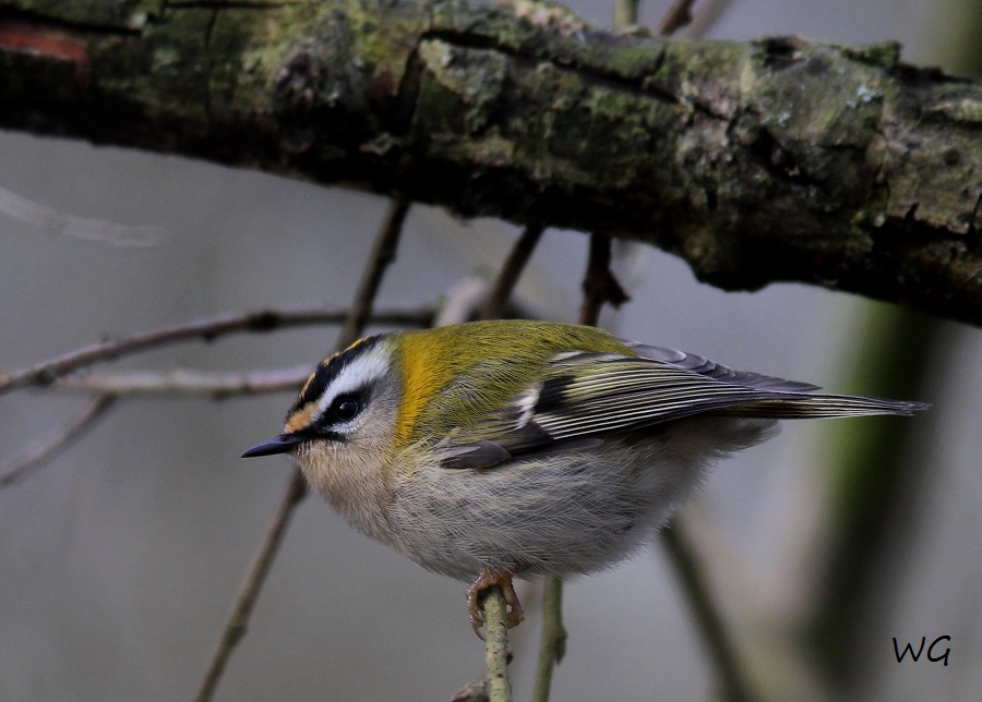 07 Sommergoldhaehnchen Vogelbiotop 23.01.2018 191