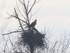 01 Seeadler  Vogelbiotop 23.01.2018 009