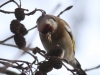 02 Stieglitz Vogelbiotop 23.01.2018 027