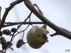 04 Erlenzeisig Vogelbiotop 23.01.2018 118