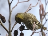 05 Erlenzeisig Vogelbiotop 23.01.2018 133