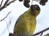 06 Erlenzeisig Vogelbiotop 23.01.2018 163