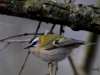 07 Sommergoldhaehnchen Vogelbiotop 23.01.2018 191