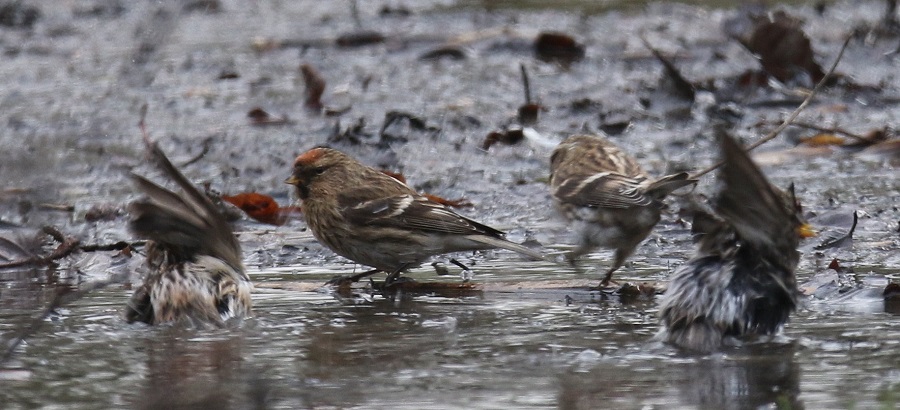02 Birkenzeisig  Steinhuder Meer 26.01.2018 344