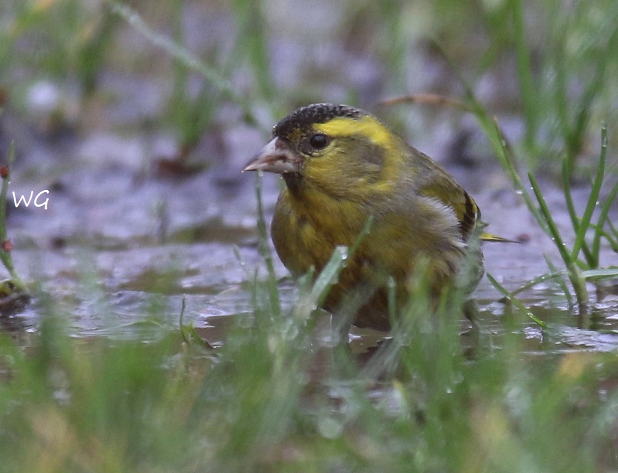 03 Erlenzeisig  Steinhuder Meer 26.01.2018 539