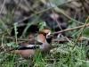 01  Kernbeißer   Steinhuder Meer 26.01.2018 272