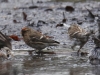 02 Birkenzeisig  Steinhuder Meer 26.01.2018 344