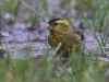 03 Erlenzeisig  Steinhuder Meer 26.01.2018 539