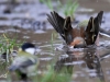 05 Buchfink Steinhuder Meer 26.01.2018 553
