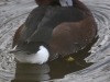 03 - L4 Hagenburger Kanal 01.02.2018 845