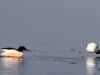 03 Gaensesaeger Steinhuder Meer 19.02.2018 064