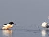 04 dto. Steinhuder Meer 19.02.2018 066