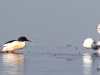 05 dto. Steinhuder Meer 19.02.2018 067