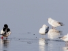 06 dto.Steinhuder Meer 19.02.2018 074
