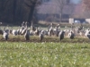 Kraniche Landesbergen  24.02.2018 137