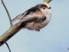 02 Schwanzmeise Vogelbiotop  15.03.2018 047