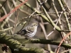 04 Erlenzeisig Huette 3 15.03.2018 111