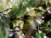 05 Erlenzeisig Huette 3  15.03.2018 123