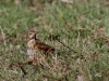 07 Singdrossel Heudamm 15.03.2018 165