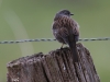 03 Heckenbraunelle Heudamm 03.04.2018 053