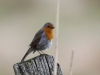 04 Rotkehlchen Heudamm 03.04.2018 058