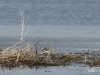 06 Waldwasserlaeufer Heudamm 03.04.2018 094
