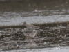 07 Dunkelwasserlaeufer Heudamm 03.04.2018 366