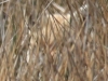 13 Fuchs Heudamm 03.04.2018 490