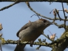01 Moenchsgrasmuecke(w)  Hagenburger Kanal 10.04.2018 026