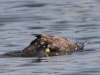 04 Moorente L4 Hagenburger Kanal 10.04.2018 156