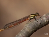 02 Fruehe Adonislibelle Neumoor 22.04.2018 041