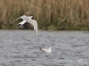 06 Flußseeschwalbe Biotopeerweiterung Winzlar 22.04.2018 244