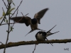 02 Rauchschwalben 24.04.2018  180