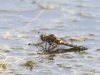 01  Paarung Nordische Moosjungfer Neumoor 02.05,2018 071